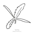 Line drawing of a young poppy seedling with two smooth, elongated cotyledon leaves and a set of deeply serrated, feathery true leaves branching from the center, labeled "Seedling."