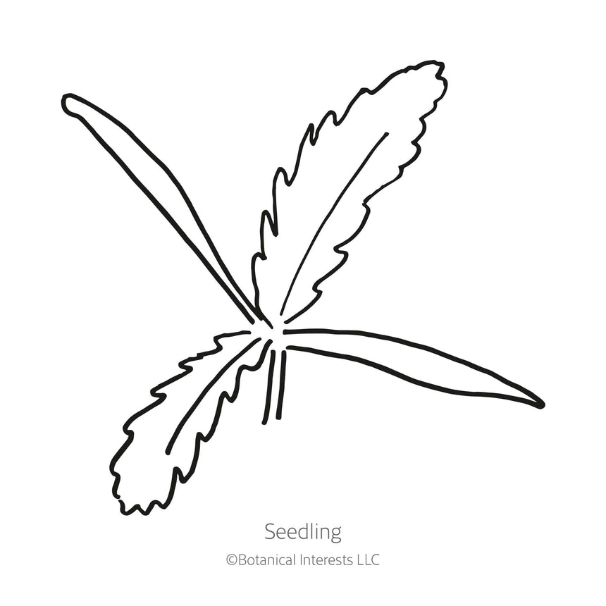 Line drawing of a young poppy seedling with two smooth, elongated cotyledon leaves and a set of deeply serrated, feathery true leaves branching from the center, labeled "Seedling."