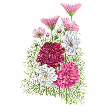 Botanical illustration of Double Click Blend cosmos, showing feathery green foliage topped with fully double, ruffled blooms in crimson, deep pink, and white alongside a few single pale pink flowers with yellow centres.