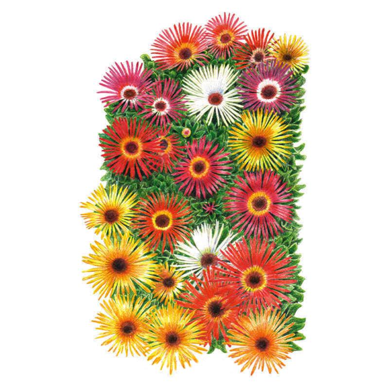 Illustration of Livingstone daisy blooms in a dense mass, showing narrow-petalled, daisy-like flowers in red, pink, white, orange and yellow with dark centres set among trailing green succulent foliage.