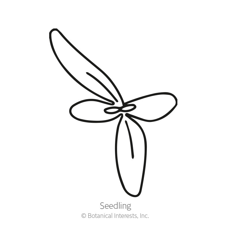 Simple black-and-white line drawing of a young seedling with three rounded leaves radiating from a central point, labelled "Seedling" beneath.