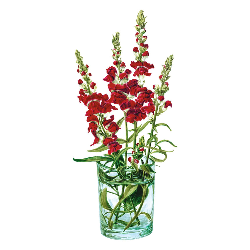 Botanical illustration of Night and Day snapdragon showing tall spikes of deep red, ruffled flowers with a few white-tipped buds, cut and arranged with trailing green foliage in a clear glass of water.
