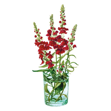 Botanical illustration of Night and Day snapdragon showing tall spikes of deep red, ruffled flowers with a few white-tipped buds, cut and arranged with trailing green foliage in a clear glass of water.