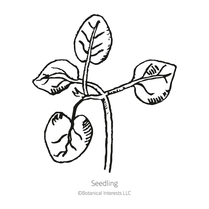 Black and white line drawing of a young seedling with two rounded lower cotyledon leaves and two pairs of true leaves branching from a central stem, labelled "Seedling" beneath.