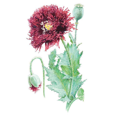 Botanical illustration of a Black Swan poppy showing a deep maroon, fringed double bloom with a yellow centre, a bent unopened bud, a mature seed pod, and toothed grey-green leaves on hairy stems.