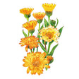 Botanical illustration of Oopsy Daisy calendula showing several double and single blooms in shades of orange and yellow with fringed petals and golden centres, alongside slender green leaves and buds on a white background.