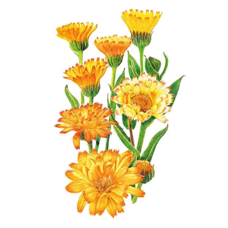 Botanical illustration of Oopsy Daisy calendula showing several double and single blooms in shades of orange and yellow with fringed petals and golden centres, alongside slender green leaves and buds on a white background.