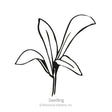 Black and white line drawing of a young calendula seedling with several long, slender leaves emerging from a single stem, labeled "Seedling."