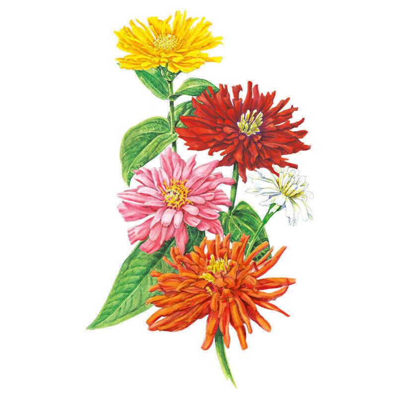 Botanical illustration of Cactus Flower Blend zinnias, showing five spiky, quilled blooms in yellow, deep red, pink, white and orange on a single leafy stem against a white background.