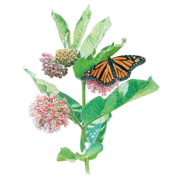 Botanical illustration of a common milkweed branch with a monarch butterfly perched on pink flower clusters alongside large green leaves, on a white background, for Common Milkweed/Butterfly Flower Seeds.