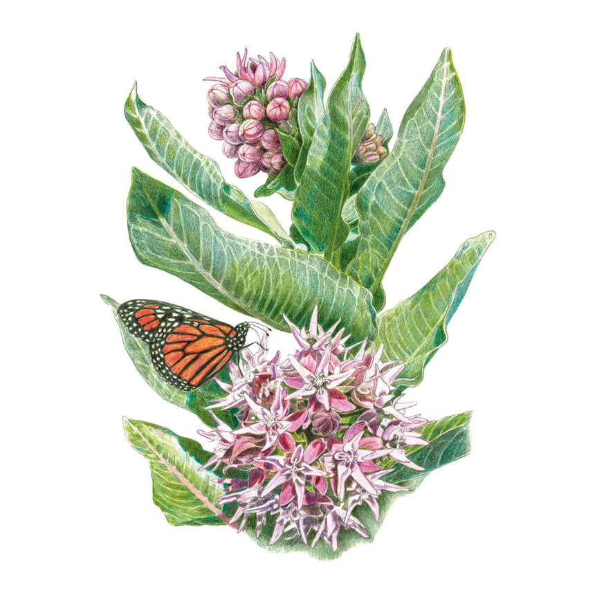 Botanical illustration of showy milkweed with broad veined green leaves, clustered star-shaped pink and white flowers, unopened rosy buds above, and a monarch butterfly perched on a lower leaf.