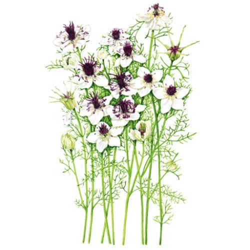 Illustration of African Bride Love-in-a-Mist showing tall slender stems with feathery, thread-like green foliage topped by white flowers with deep maroon-purple centres, alongside spiky seed pods, on a plain white background.