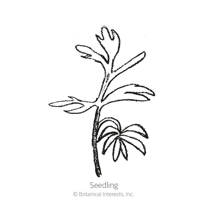 Black and white line drawing of a love-in-a-mist seedling, showing a slender stem with narrow, feathery lower leaves and lobed upper leaflets, labelled "Seedling" beneath the illustration.