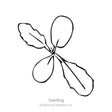 Simple black-and-white line illustration of a scabiosa seedling, showing two rounded smooth cotyledon leaves and two narrower toothed true leaves branching from a central stem, labelled "Seedling" beneath.