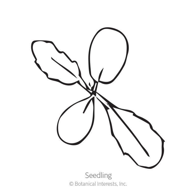 Simple black-and-white line illustration of a scabiosa seedling, showing two rounded smooth cotyledon leaves and two narrower toothed true leaves branching from a central stem, labelled "Seedling" beneath.
