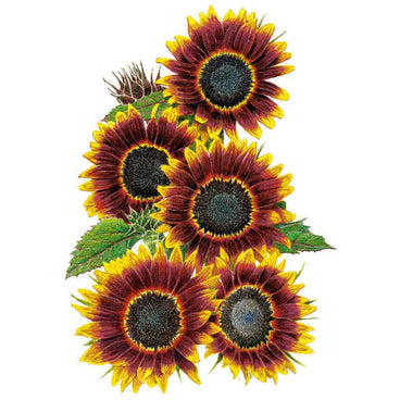 Botanical illustration of Shock-O-Lat sunflowers showing five blooms with deep burgundy petals edged in yellow surrounding dark centres, plus green serrated leaves and an unopened bud, against a white background.