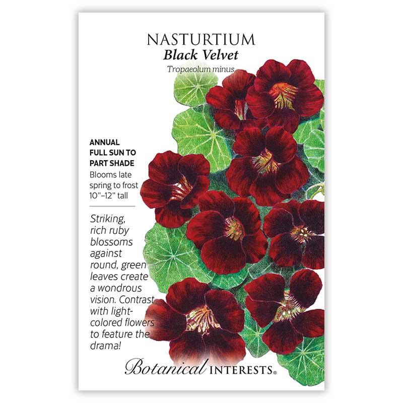 Botanical Interests seed packet for Black Velvet Nasturtium, illustrated with deep ruby-red blossoms against round green leaves, plus printed text noting it's a full sun to part shade annual growing 10–12 inches tall and blooming late spring to frost.