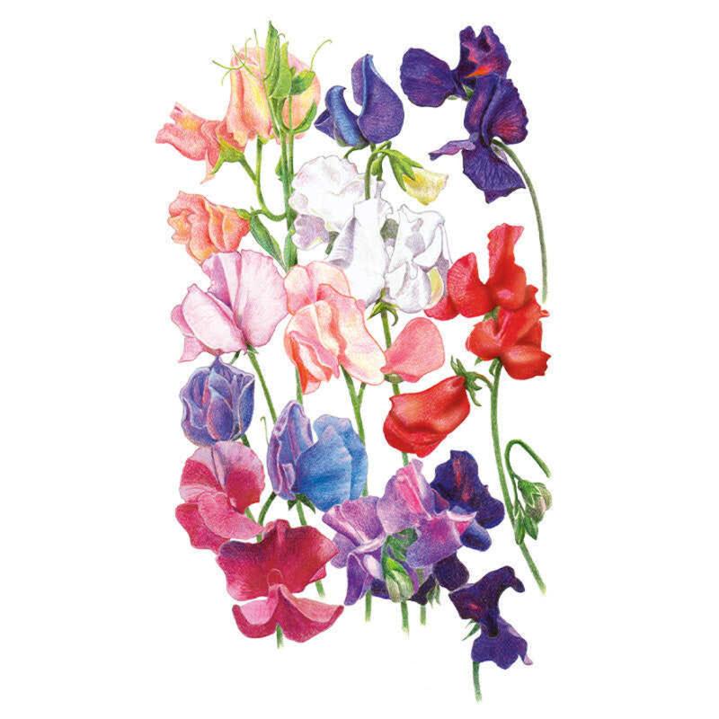 Botanical illustration of Elegance Blend sweet pea flowers, showing ruffled blooms in a mix of colours including deep purple, red, pink, blue, white and burgundy on slender green stems against a white background.