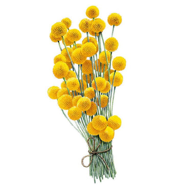 A hand-tied bundle of craspedia stems, each topped with a round, textured golden-yellow flowerball, bound together with twine at the base against a plain white background.
