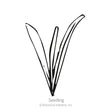 Black and white line illustration of a young Craspedia seedling with three narrow, grass-like blades emerging from a central point, labeled "Seedling" beneath.
