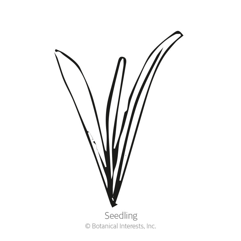 Black and white line illustration of a young Craspedia seedling with three narrow, grass-like blades emerging from a central point, labeled "Seedling" beneath.