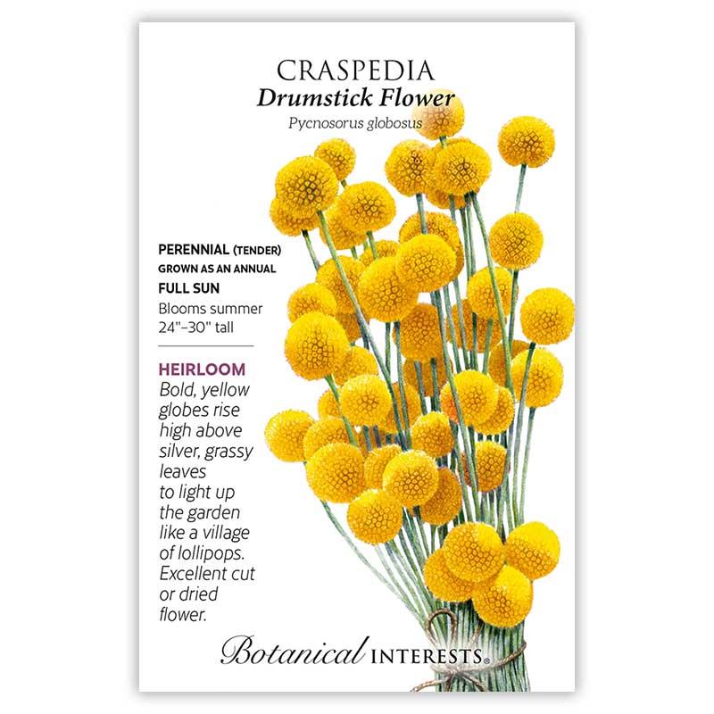 Seed packet for Craspedia Drumstick Flower featuring an illustrated bundle of round, textured yellow globe blooms on tall slender stems, with text noting it's a heirloom perennial grown as an annual, full sun, blooming summer at 24-30 inches tall.