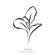 Simple black-and-white line drawing of a young seedling with two rounded leaves and a third emerging leaf, labeled "Seedling" beneath it.