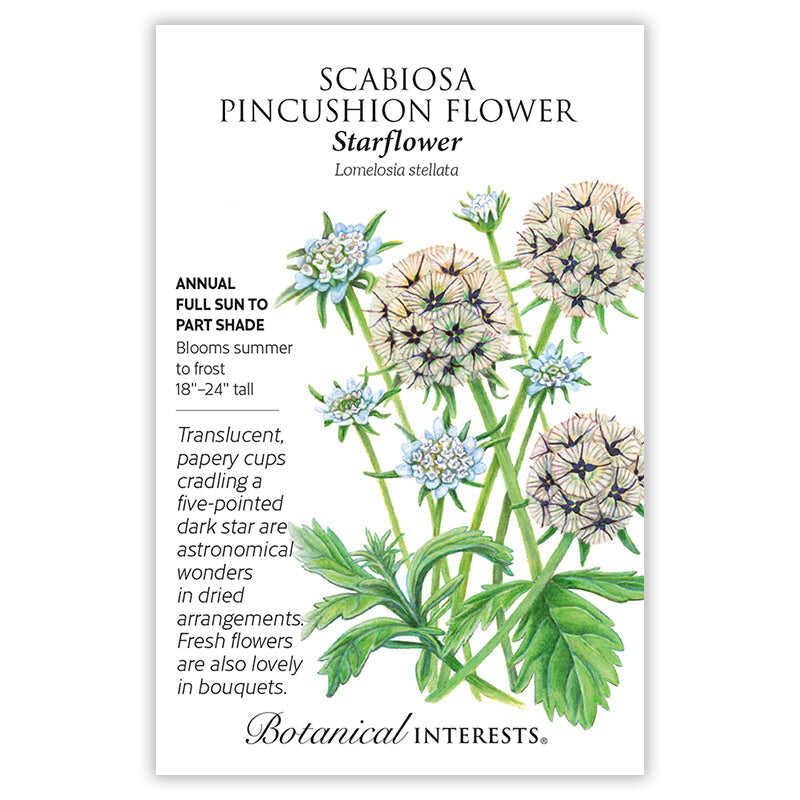 Seed packet for Starflower Scabiosa (Lomelosia stellata) illustrating pale blue pincushion blooms and papery, star-patterned seed heads on tall green stems, with text noting it's a full-sun to part-shade annual growing 18–24 inches tall, blooming summer to frost.