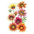 Illustrated Gazania flowers in the Sunshine Blend mix, showing eight daisy-like blooms with dark-ringed centres in shades of white, orange, red, pink and yellow, plus one bud and green foliage, on a white background.