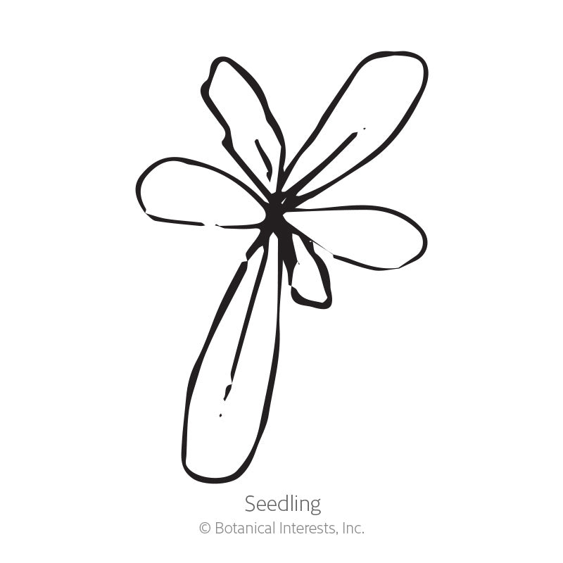 Simple black-and-white line drawing of a young seedling with six elongated petal-like leaves radiating from a central point, labeled "Seedling" beneath.