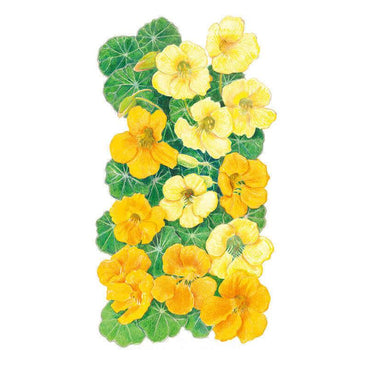 Detailed botanical illustration of yellow and butterscotch-colored nasturtium flowers surrounded by round, green lily-pad-like leaves for Butterscotch Nasturtium Seeds on a plain white background.