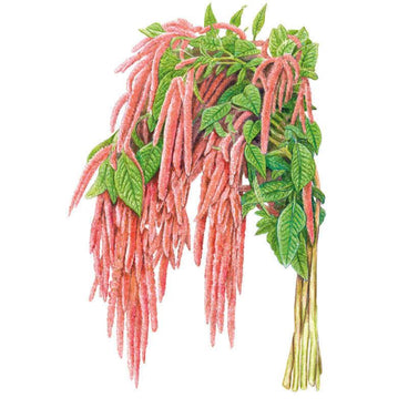 Botanical illustration of Coral Fountain amaranth showing long, rope-like coral-pink flower tassels cascading downward amid heart-shaped green leaves on upright stems, set against a plain white background.
