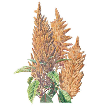 Botanical illustration of Hot Biscuits amaranth showing tall, plume-like flower spikes in shades of copper and golden-brown rising above broad green leaves with reddish veining.