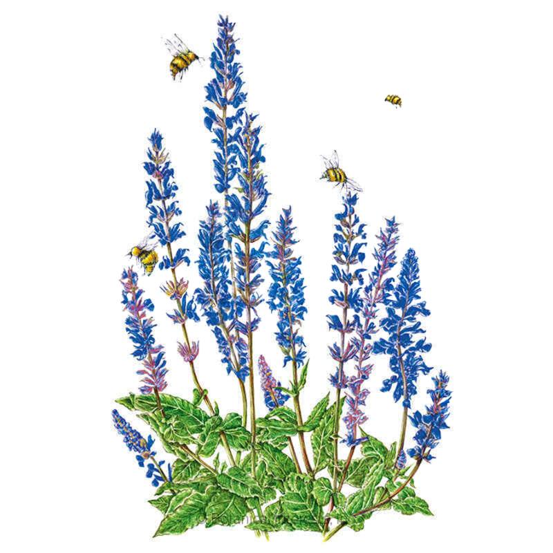 Botanical illustration of Violet Queen salvia showing tall spikes of blue-purple flowers rising from a mound of green foliage, with four bumblebees hovering around and feeding on the blooms.