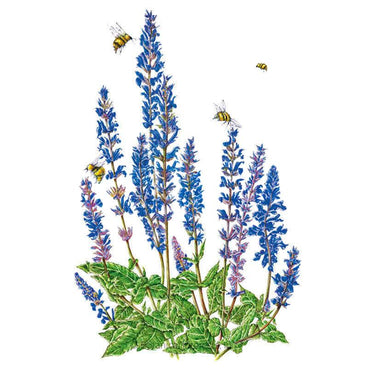 Botanical illustration of Violet Queen salvia showing tall spikes of blue-purple flowers rising from a mound of green foliage, with four bumblebees hovering around and feeding on the blooms.