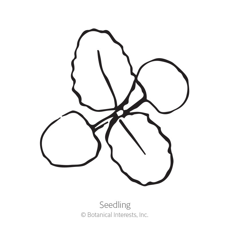 Line drawing of a young seedling with two rounded seed leaves and two textured true leaves branching from a central stem, labeled "Seedling" beneath.