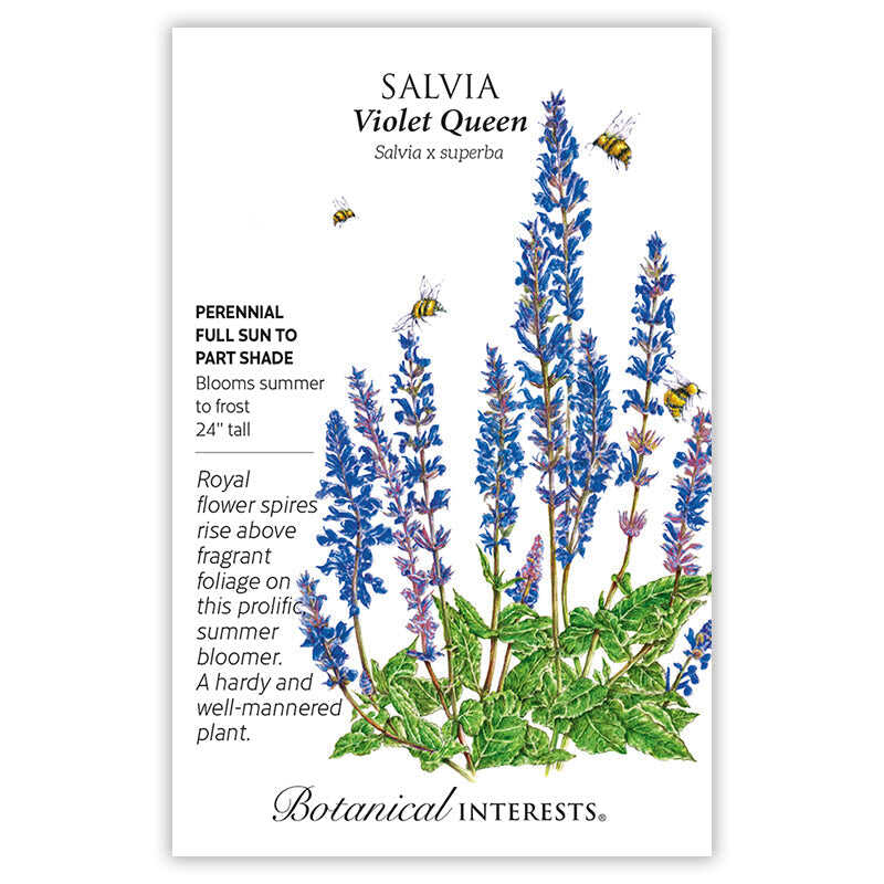 Seed packet for Violet Queen Salvia illustrating tall spikes of deep blue-violet flowers with bees hovering nearby, alongside text noting it's a perennial for full sun to part shade, blooming summer to frost at 24 inches tall.