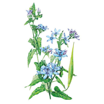 Botanical illustration of tweedia showing clusters of star-shaped pale blue flowers with darker centres, arrow-shaped green leaves, and a long slender green seed pod, set against a white background.