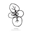 Line drawing of a young tweedia seedling with four rounded cotyledon leaves branching from a central stem, labeled "Seedling" beneath the illustration.