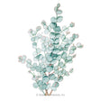 Illustration of multi-branched stems with rounded, frosty green leaves for Eucalyptus Silver Drop Seeds on a plain white background.