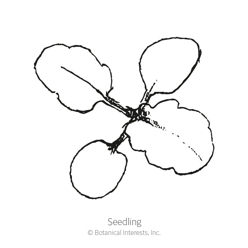 Line drawing of a viola seedling viewed from above, showing four rounded, slightly scalloped leaves radiating from a central stem, labeled "Seedling".
