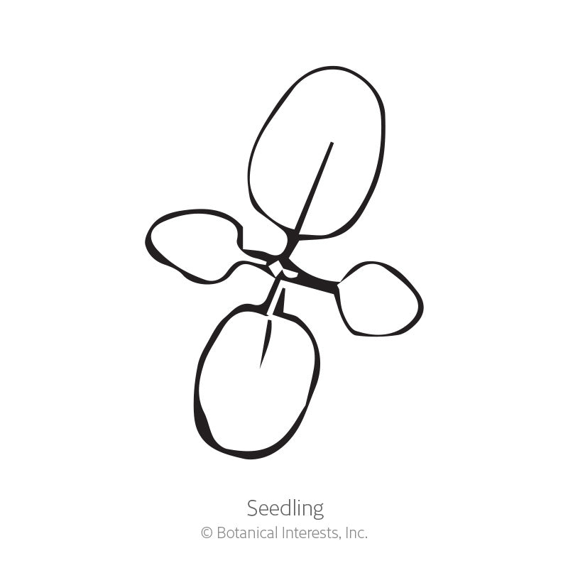 Simple black-and-white line illustration of a young seedling with four rounded oval leaves branching from a central stem, labeled "Seedling" beneath it.