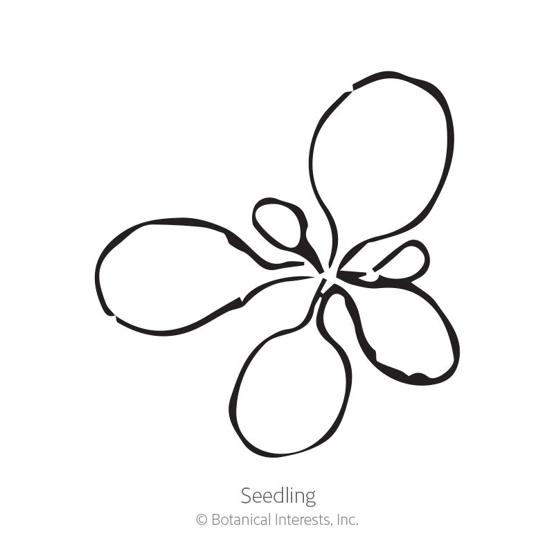 Simple black line illustration of a young seedling with rounded seed leaves radiating from a central stem, labeled "Seedling" beneath.
