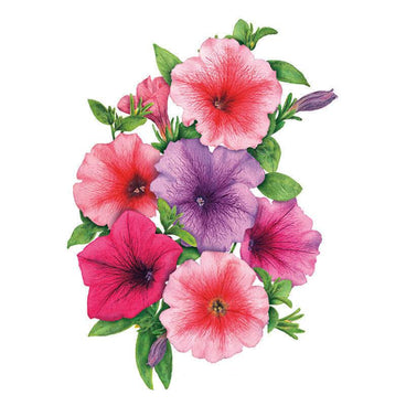 Watercolour illustration of Garden Party Blend petunias showing seven trumpet-shaped blooms in magenta, pink, and purple with darker veined throats, clustered among green leaves and buds on a white background.