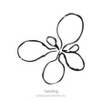 Simple black-and-white line drawing illustrating a young seedling with four rounded leaf lobes radiating from a central point, labeled "Seedling" beneath.