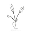 Line drawing of a young coreopsis seedling with four narrow, elongated leaves branching from a slender central stem, labeled "Seedling" beneath the illustration.