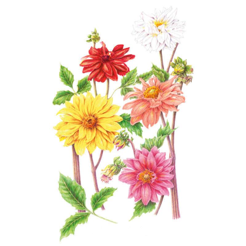 Botanical illustration of dahlia blooms in red, white, peach, yellow and pink, each with layered petals and a central disc, shown on leafy stems against a plain white background.