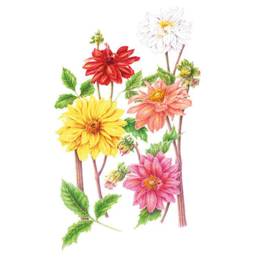 Botanical illustration of dahlia blooms in red, white, peach, yellow and pink, each with layered petals and a central disc, shown on leafy stems against a plain white background.