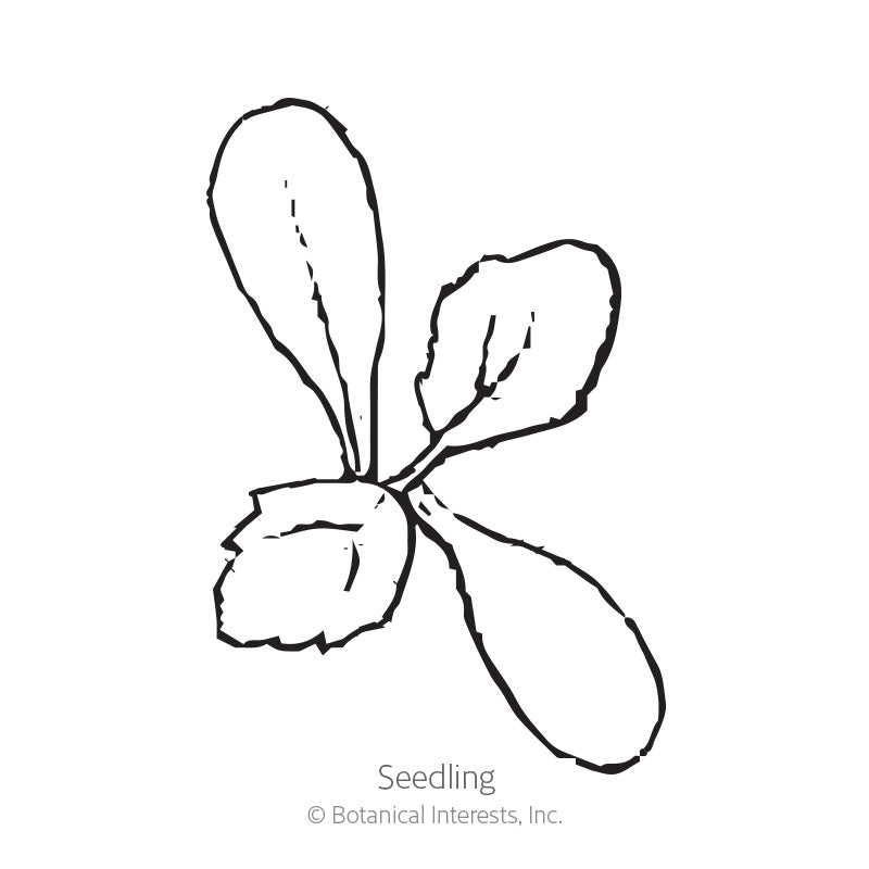 Black and white line drawing of a young dahlia seedling with two elongated true leaves and two rounder cotyledon leaves branching from a central stem, labeled "Seedling."