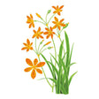 Illustration of blackberry lily showing star-shaped orange petals speckled with red-brown spots, oval seed pods, and slender iris-like green leaves on a white background.